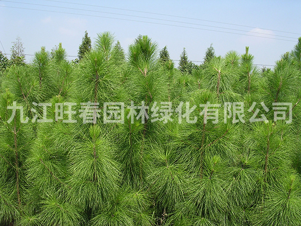 濕地松